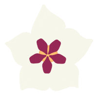 Feliesje plant plants bella houseplant Sticker