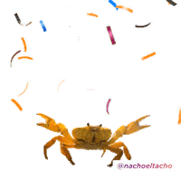 Nacho Ecology Sticker by AFP Habitat