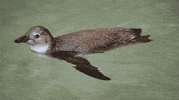 fun lol GIF by San Diego Zoo