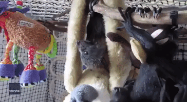 Cute Baby Bats Delighted and Confused by First Taste of 'Bat Lollies'