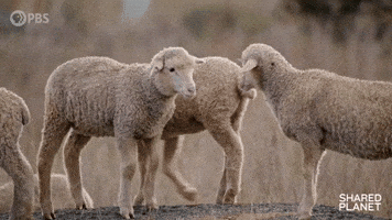 Love You Besties GIF by PBS
