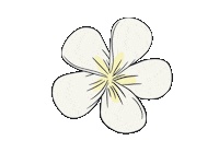 momoharamedia hawaii plumeria momohara media hawaii flower Sticker