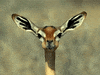 Deer Llama GIF