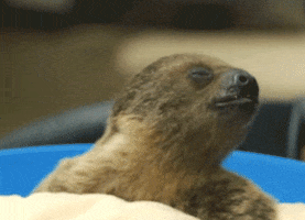 sandiegozoo funny cute lol baby GIF