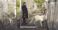 Scared Dog GIF by France tv