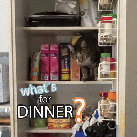 Hungry Cat GIF