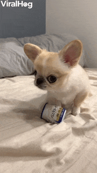 Pino Doesnt Want To Part With Favorite Yogurt GIF by ViralHog