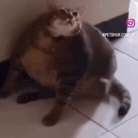 Fat Cat GIF by Respective