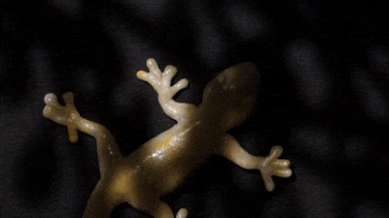 Stop Motion Animation GIF by brittany bartley