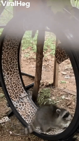 Rehabilitated Raccoon Runs on Exercise Wheel