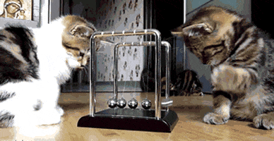 kitten GIF