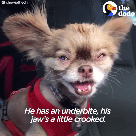 dog chihuahua GIF by The Dodo