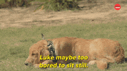 Puppies International Dog Day GIF by BuzzFeed