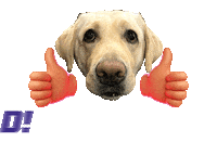 Gojia Sticker by Facebook APAC Creator Day