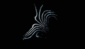 JAYWRKR art loop digital code GIF