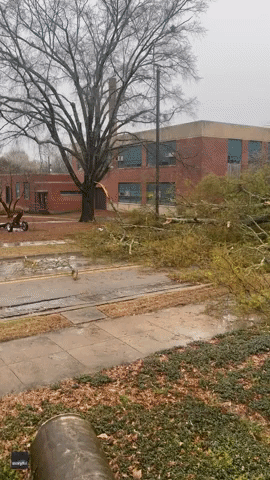 Downed Trees Damage Cars in Eastern Mississippi as Severe Thunderstorms Hit State