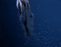 Squid Bebby Squids GIF by Digg