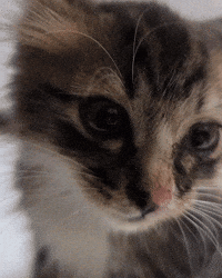 Cat GIF