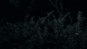 BSP-Gifs watching bushes pstv plattsvegas GIF
