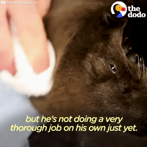 sea otters GIF by The Dodo