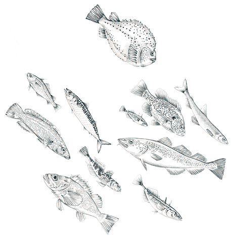 matthewtloughlin giphyupload fish print design animal drawing GIF