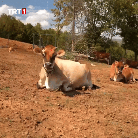 Look Cow GIF by TRT