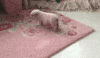 Pig Piglet GIF