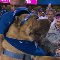 Go Team Dog GIF by Respective