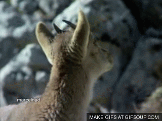 GIF by Random Goat