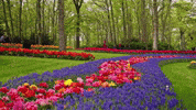 Spring Tulip GIF by Keukenhof