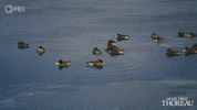 Simplify Henry David Thoreau GIF by PBS