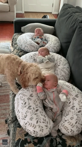 Adorable Goldendoodle Tends to Baby Triplets