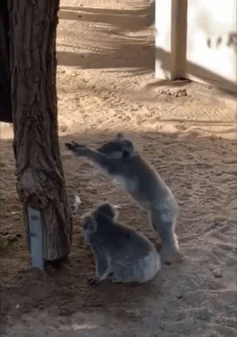 "Double Trouble': Koala Joeys Wrestle