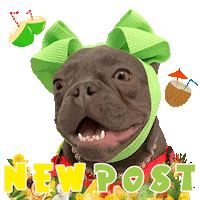 French Bulldog New Post Sticker by Pimp Yo Pets