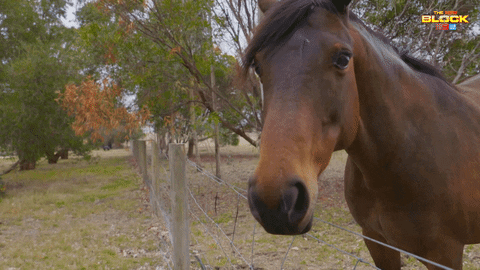 Channel 9 Yes GIF by The Block