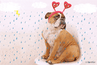 english bulldog love GIF by The BarkPost 