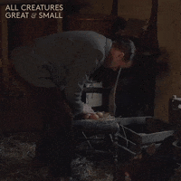 allcreaturestv animals eggs yorkshire veterinarian GIF