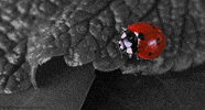 Insect Ladybug GIF