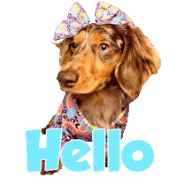 Sausage Dog Hello Sticker by Pimp Yo Pets