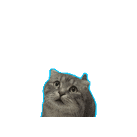 ferhatsaskin cat dog animals best friends Sticker