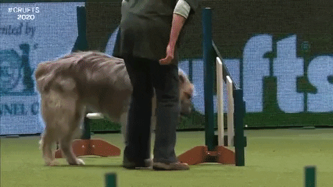 forrestwickman giphygifmaker dog agility kratu GIF