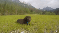 Chocolate Labrador Puppy Falls Asleep While Out Playing