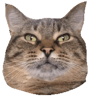 Cat Talk Sticker