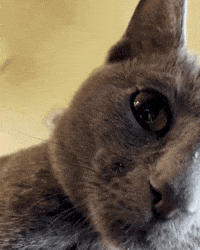 Scared Wait What GIF