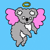 matthew_harris australia angel halo koala GIF