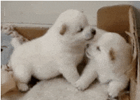 kisses love GIF