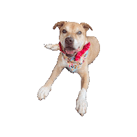 Disney Princess Senior Dog Sticker by Geekster Pets