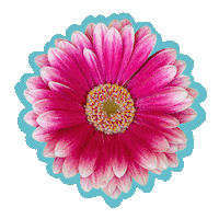 Flower Sticker by DC Urban Living