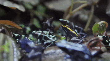 georgiaaquarium frog poison dart frog endangerd GIF