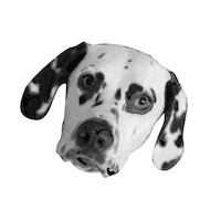 simonundco lia sco simonundco dalmatien Sticker